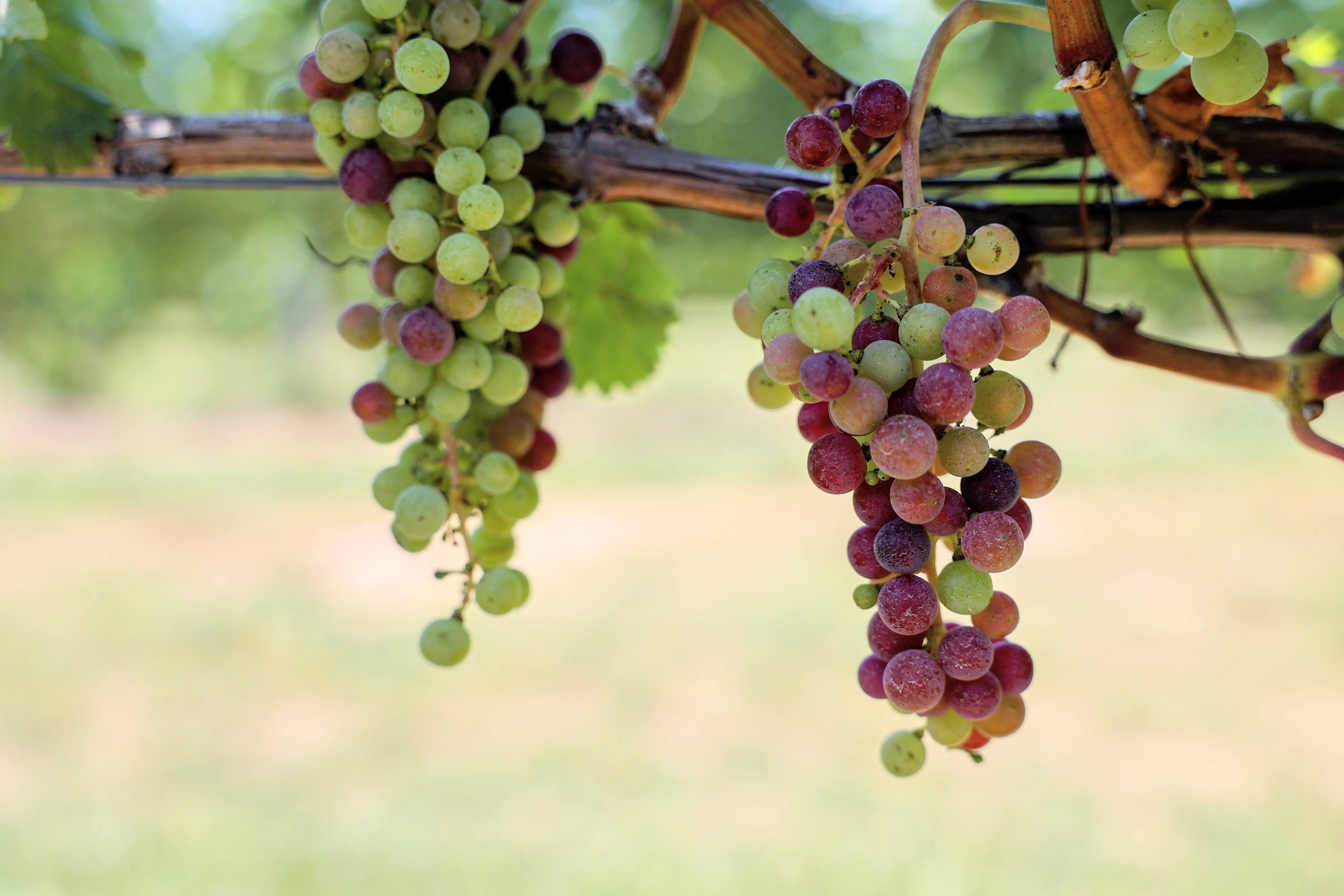 A cluster of grapes hanging from a branch.